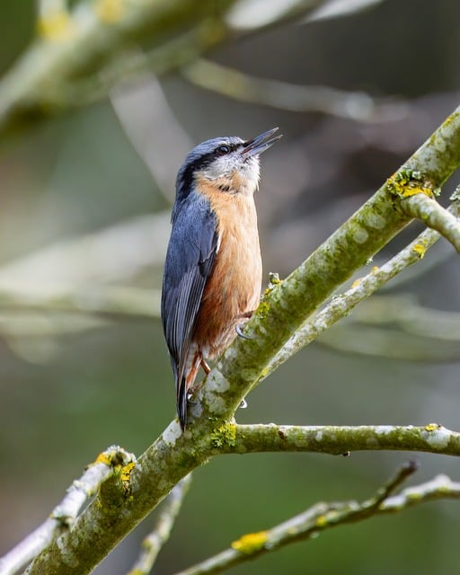 Wild Bird