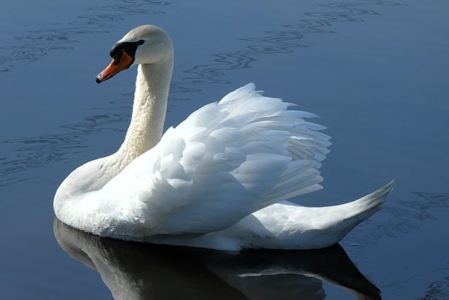 Wild Bird
