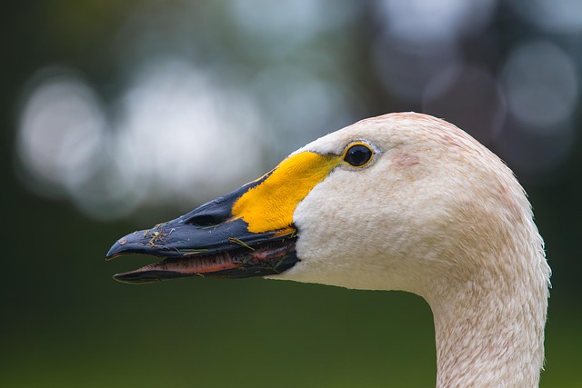 Wild Bird
