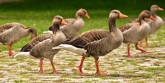 wild-bird-640x480-27191355.jpeg