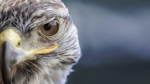 Wild Bird