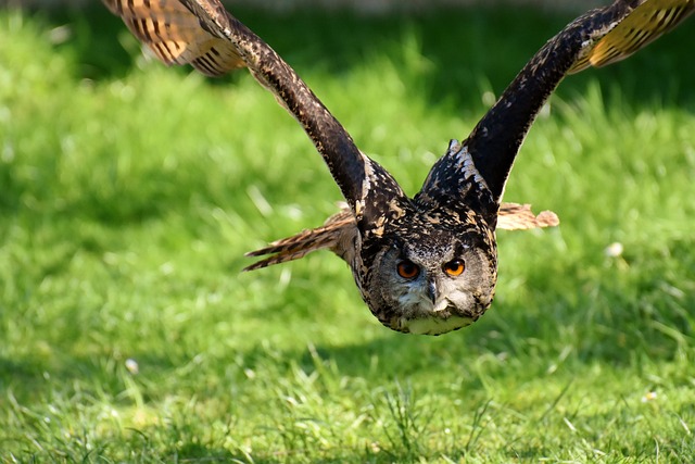 Wild Bird