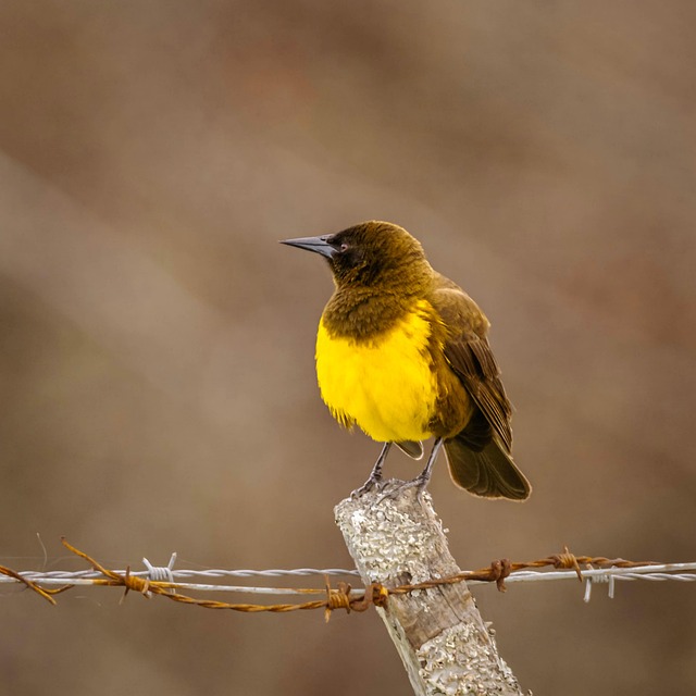 Wild Bird