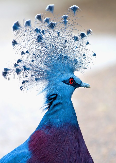 Wild Bird
