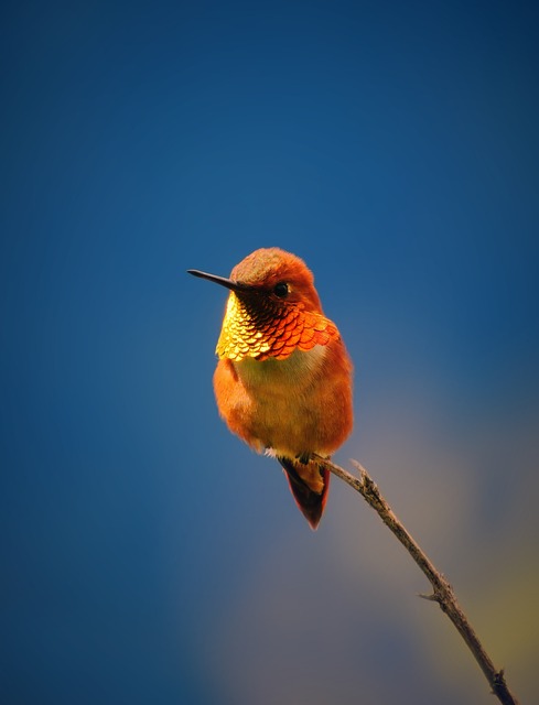 Wild Bird