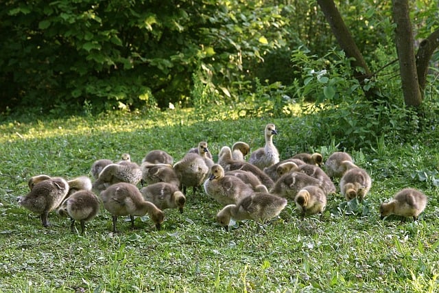 wild-bird-640x480-31725720.jpeg
