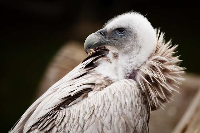Wild Bird
