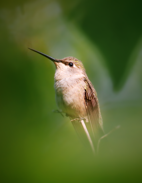 Wild Bird