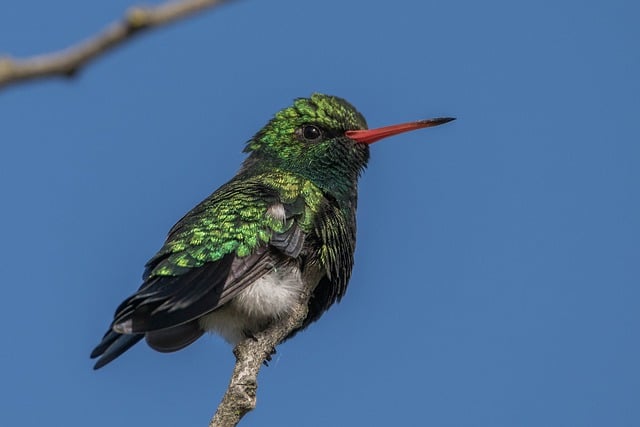 Wild Bird