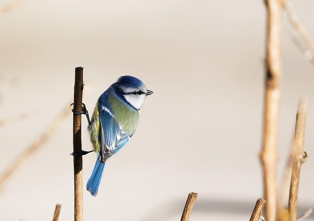 Wild Bird