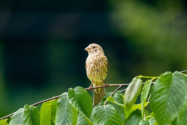 Wild Bird
