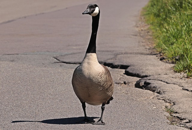 Wild Bird