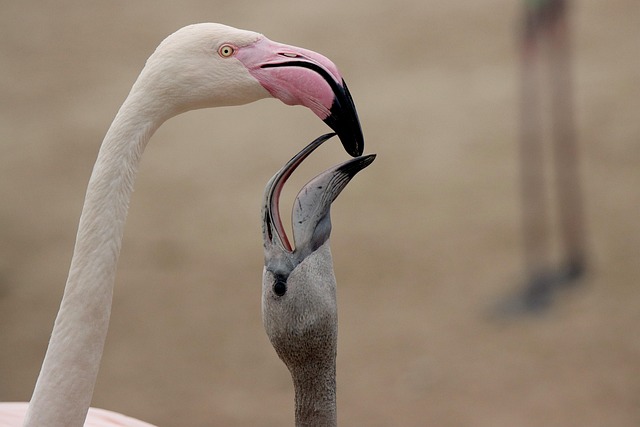 Wild Bird