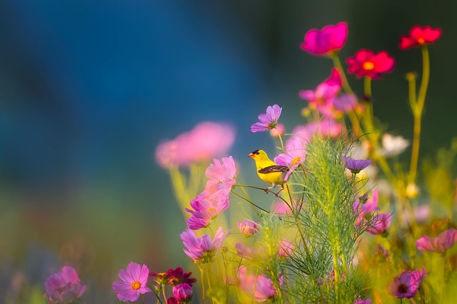 Wild Bird