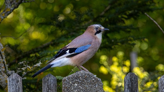 Wild Bird