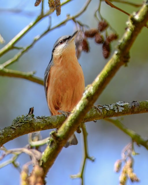 Wild Bird