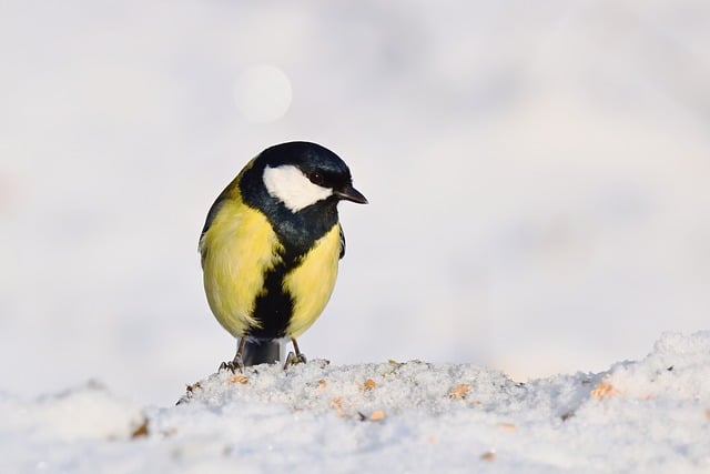 Wild Bird