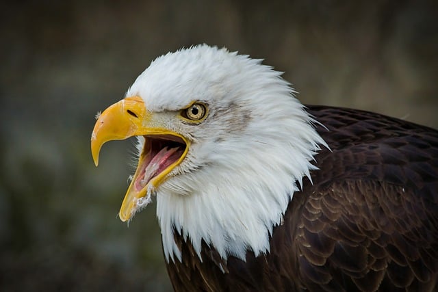 Wild Bird