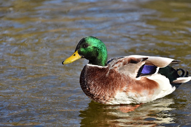 wild-bird-640x480-42911280.jpeg