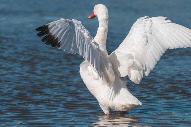 Wild Bird