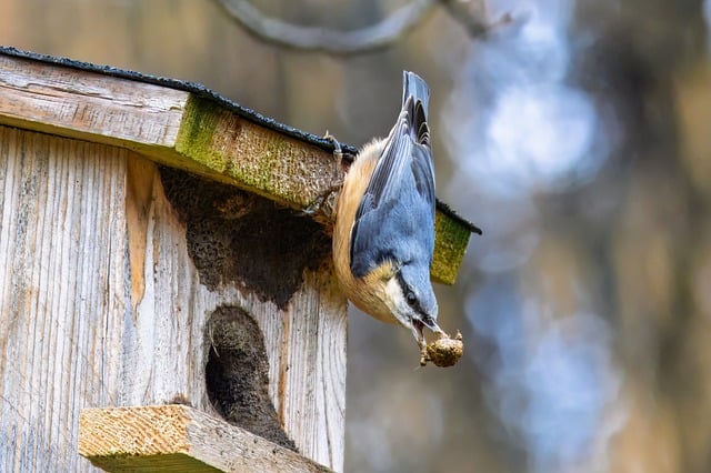 wild-bird-640x480-43581328.jpeg