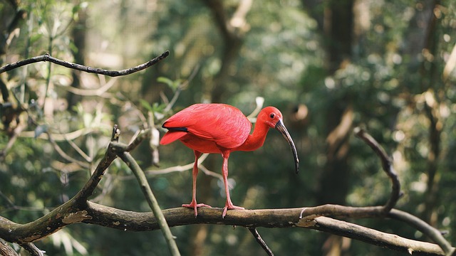 Wild Bird