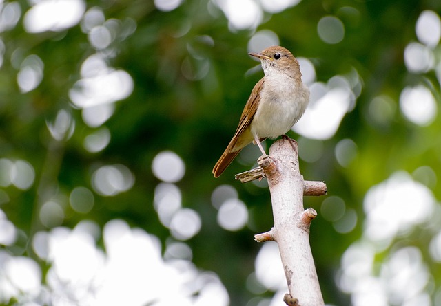 Wild Bird