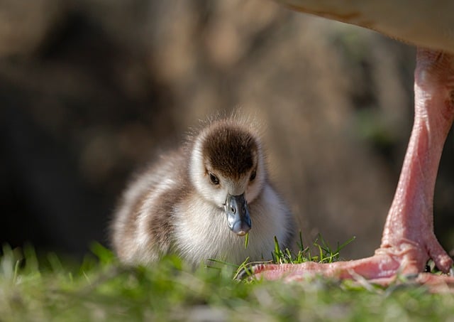 Wild Bird