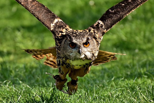 Wild Bird