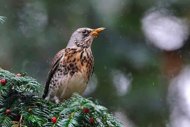 Wild Bird