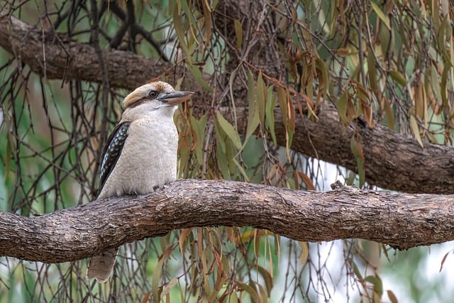 Wild Bird