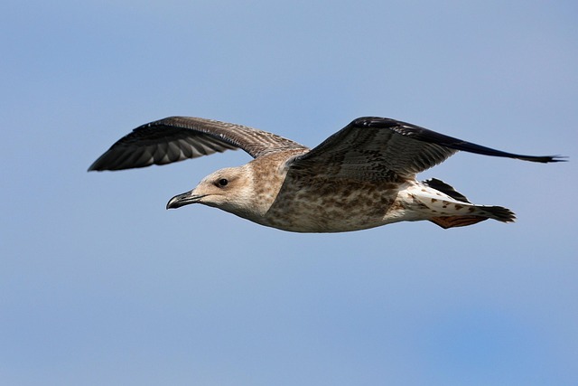 Wild Bird
