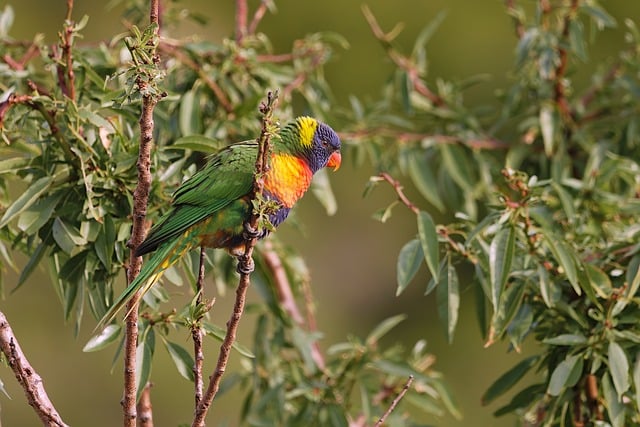 Wild Bird