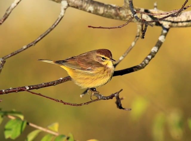 Wild Bird