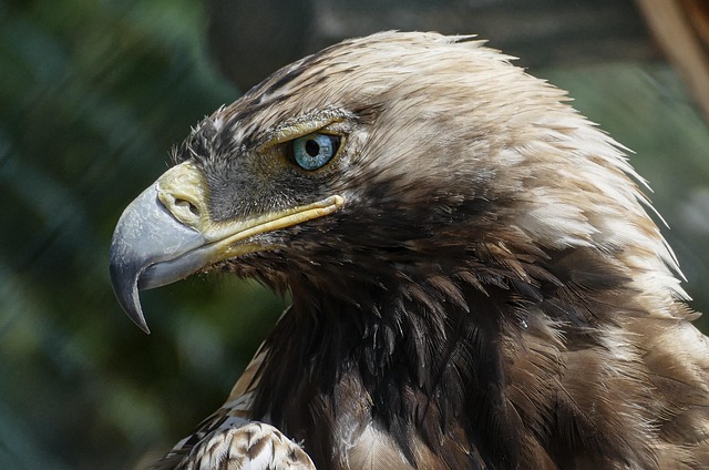 Wild Bird