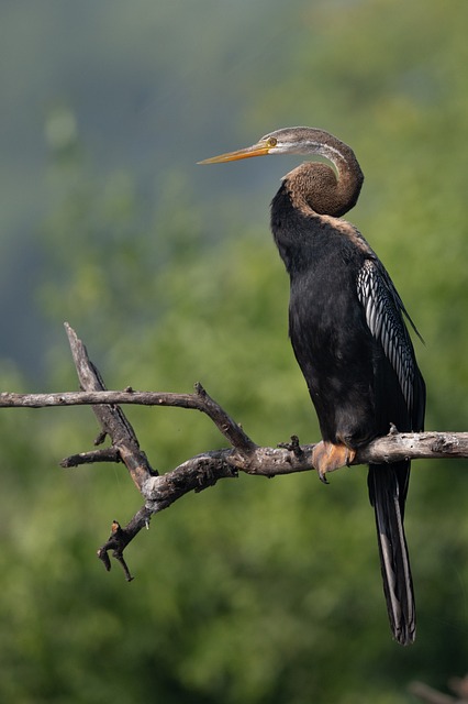 Wild Bird