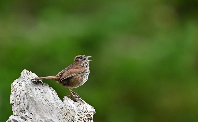 Wild Bird