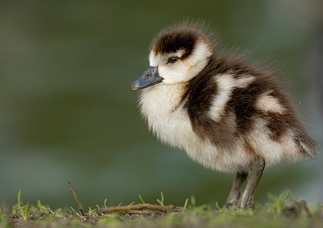 Wild Bird