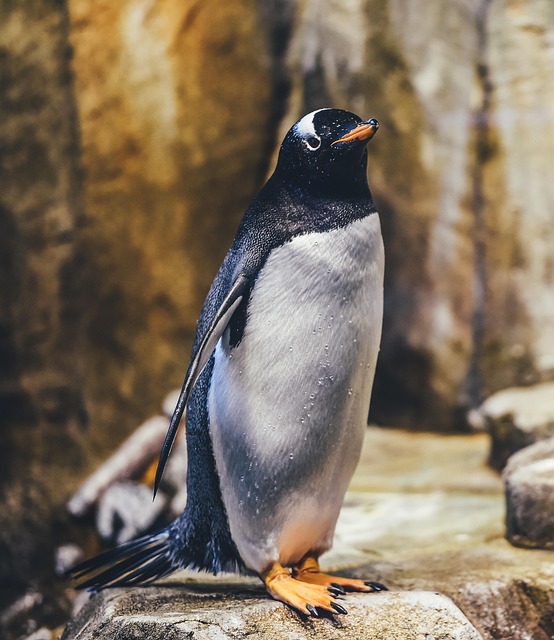 wild-bird-640x480-49244929.jpeg