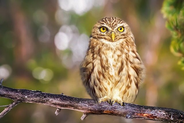 Wild Bird