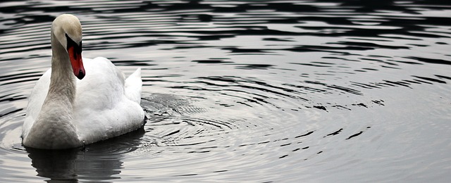 Wild Bird