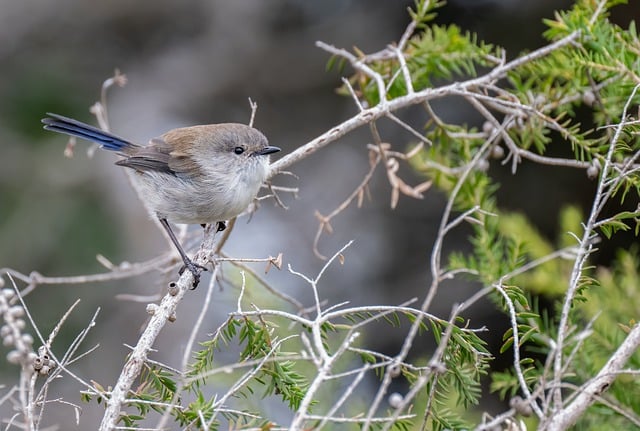 Wild Bird