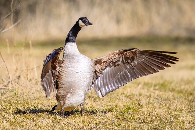 Feed Your London Birds Better: Save Money on High-Calcium Peanut Bulk Deals!