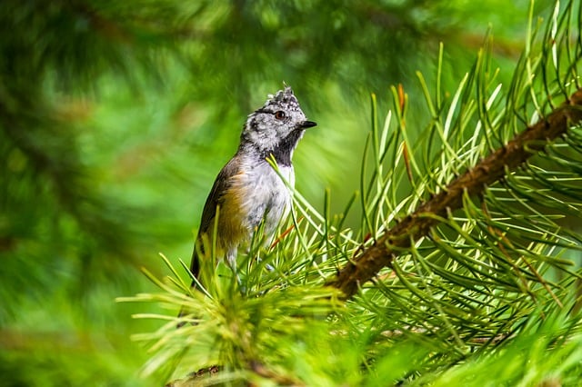 Wild Bird