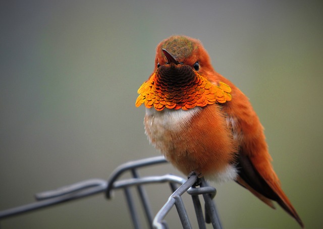 Wild Bird