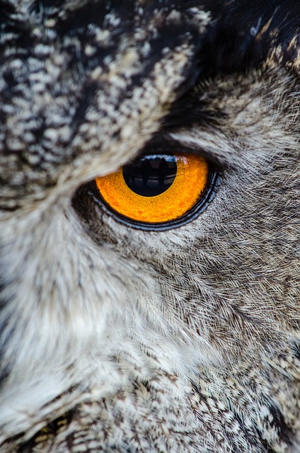 Wild Bird