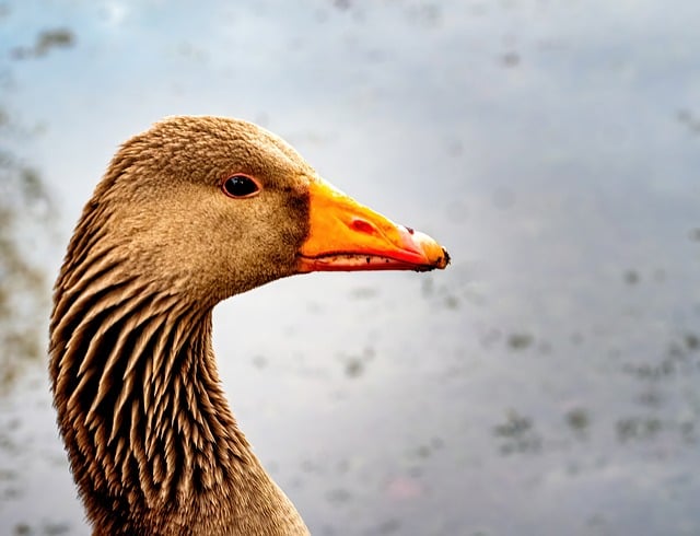 Wild Bird