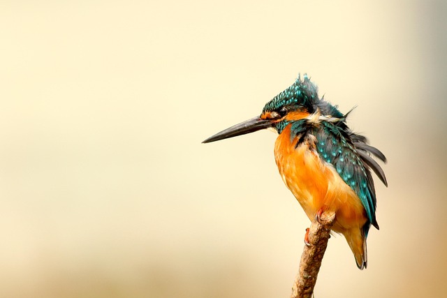 Wild Bird