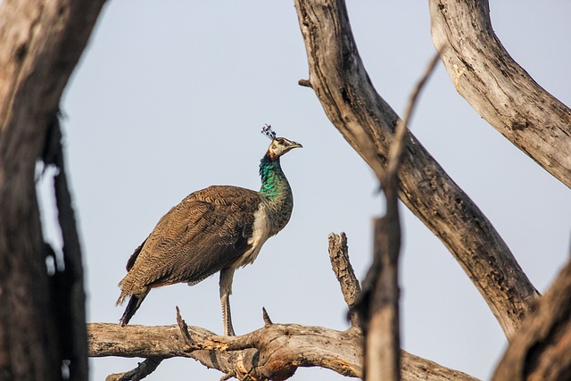 Wild Bird