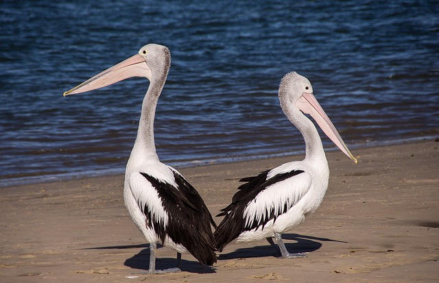 wild-bird-640x480-55353656.jpeg